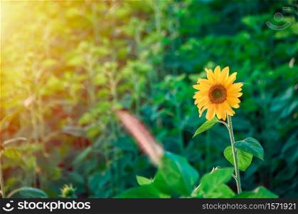 Beautiful bright sunflower at sunflower field with blurred natural green background and bright warm sunlight.