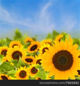 beautiful bright sunflower field in sunny day. bight sunflowers field