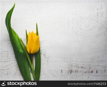 Beautiful, bright tulip lying on a white, wooden table. View from above, close-up. Beautiful tulip lying on a white table