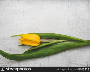 Beautiful, bright tulip lying on a white, wooden table. View from above, close-up. Beautiful tulip lying on a white table