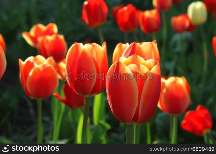 Beautiful bright tulips closeup