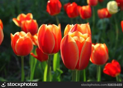 Beautiful bright tulips closeup
