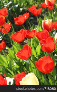 Beautiful bright tulips closeup on a sunny day