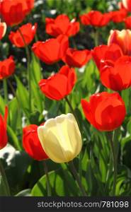 Beautiful bright tulips closeup on a sunny day