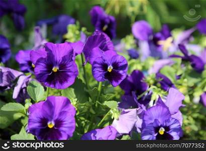 Beautiful bright violet flovers closeup
