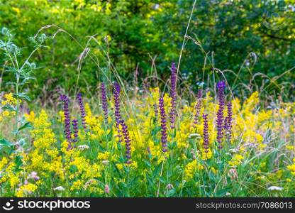 Beautiful bright wildflowers on a meadow in summer. Wildflowers in summer