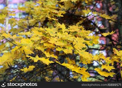 Beautiful bright yellow branches of autumn maple tree