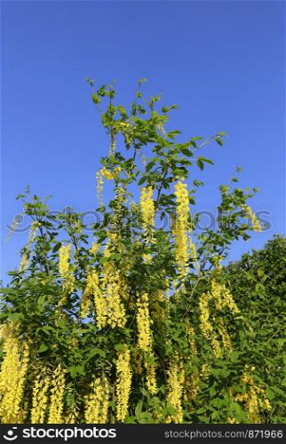 Beautiful bright yellow flowers of wisteria blossom in the spring