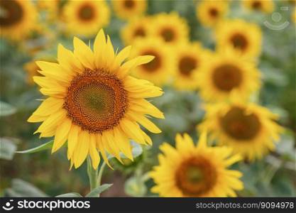 Beautiful bright yellow sunflower, flowering. Summer warm background. Close-up of a sunflower field. Agriculture, harvest concept. Sunflower seeds, vegetable oil	