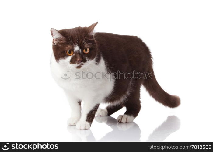 beautiful british cat on white