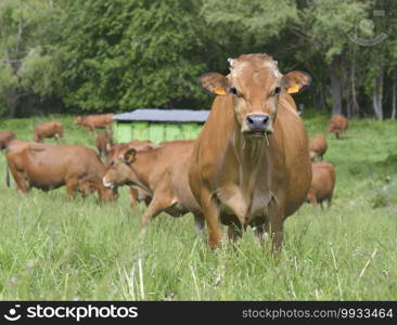 beautiful brown alpine cow  in grass looking camera with other cows background  