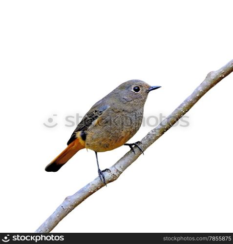 Beautiful brown and orange bird, female Blue-fronted Redstart (Phoenicurus frontalis), side profile, isolated on a white background