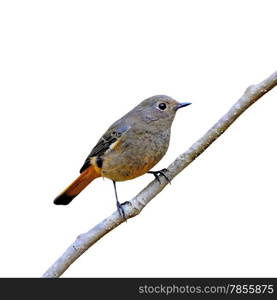 Beautiful brown and orange bird, female Blue-fronted Redstart (Phoenicurus frontalis), side profile, isolated on a white background