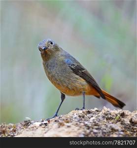 Beautiful brown and orange bird, female Blue-fronted Redstart (Phoenicurus frontalis), standing on the rock, breast profile