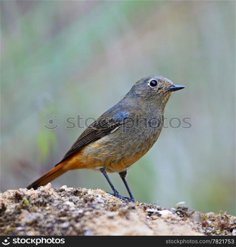 Beautiful brown and orange bird, female Blue-fronted Redstart (Phoenicurus frontalis), standing on the rock, breast profile