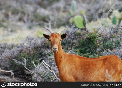 Beautiful brown billy goat with curved horns on his head.