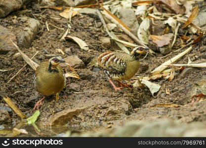 Beautiful brown bird (Bar-backed Partridge) in nature