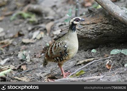 Beautiful brown bird (Bar-backed Partridge) in nature