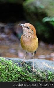 Beautiful brown bird, Rusty-naped Pitta (Pitta oatesi), standing on the rock, side profile
