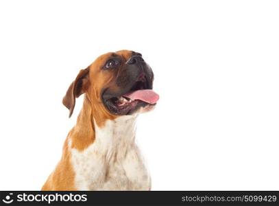 Beautiful brown boxer dog isolated on a white background