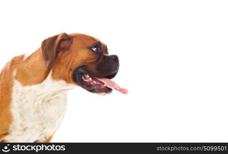 Beautiful brown boxer dog isolated on a white background