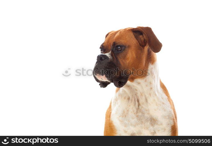 Beautiful brown boxer dog isolated on a white background