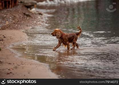 Beautiful brown cocker spaniel playing with stick on sand beach