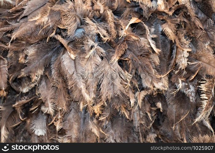Beautiful brown color bird feathers for decorative purposes