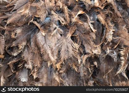 Beautiful brown color bird feathers for decorative purposes