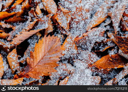 Beautiful brown dried leaves and white frozen snow in winter season in december - Nature season change background