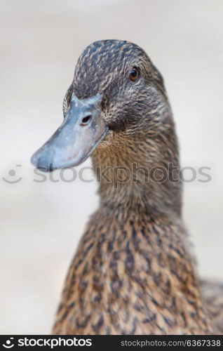 Beautiful brown duck in a park