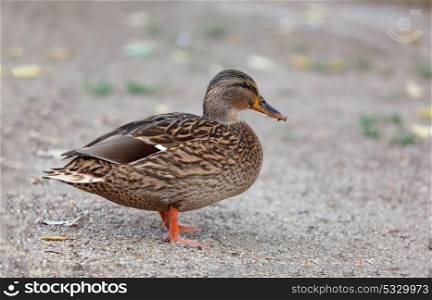 Beautiful brown duck walking in a park