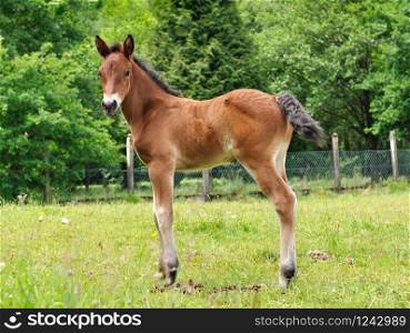 beautiful brown foal standing in a meadow