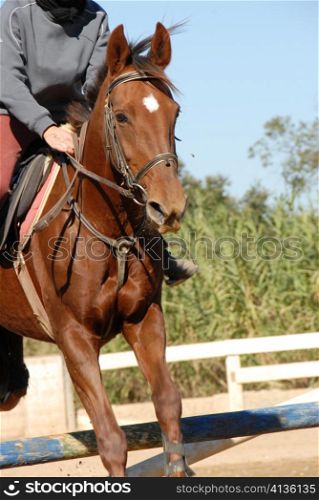 beautiful brown horse jumping in a training of competition