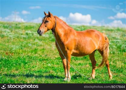 beautiful brown horse on a chain in the field