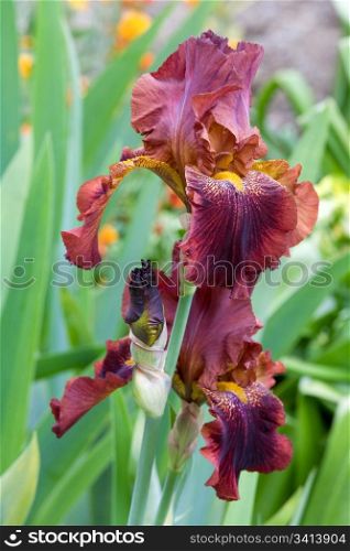 beautiful brown iris flower (macro)