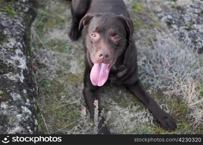 Beautiful brown labrador dog