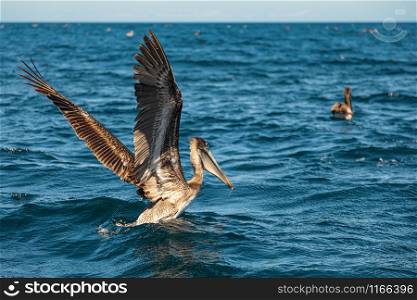 Beautiful brown pelican is taking off from the sea. Baja California, Gulf of California, Mexico