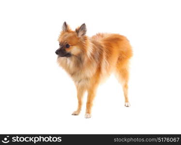Beautiful brown Pomeranian dog isolated on a white background