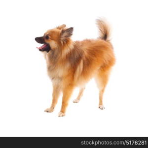 Beautiful brown Pomeranian dog isolated on a white background