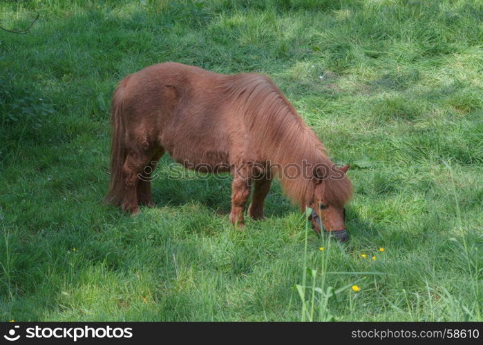 Beautiful brown pony in a pasture in the summer.
