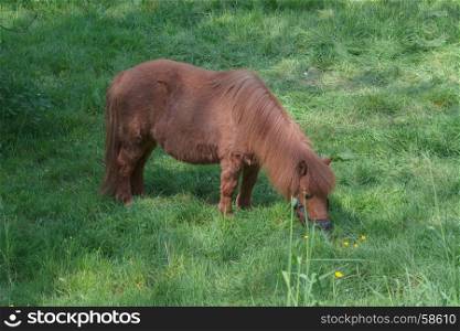 Beautiful brown pony in a pasture in the summer.
