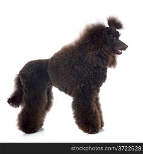 beautiful brown poodle in front of a white background