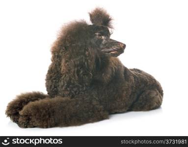 beautiful brown poodle in front of a white background