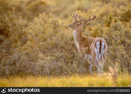 beautiful brown spotted fallow deer standing on grass at sunset