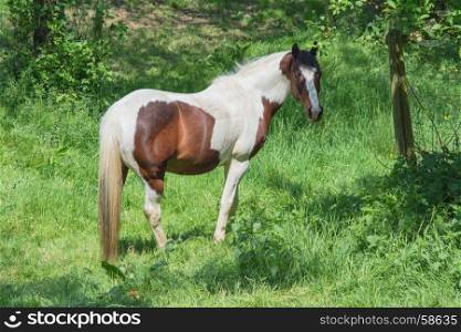 Beautiful brown white horse in a pasture in the summer.