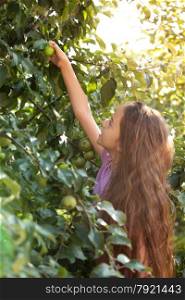 Beautiful brunette girl picking apple from tree
