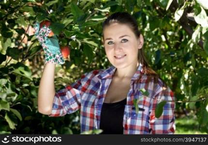 Beautiful brunette woman in garden gloves picking apples from tree