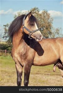 Beautiful buckskin stallion welsh pony