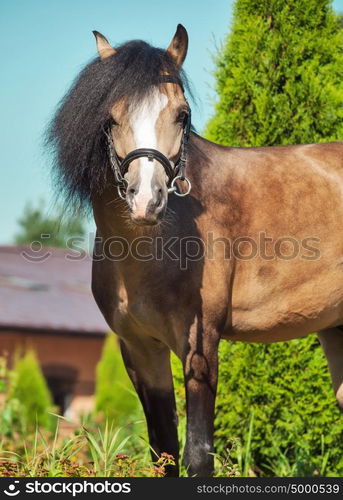 Beautiful buckskin welsh pony